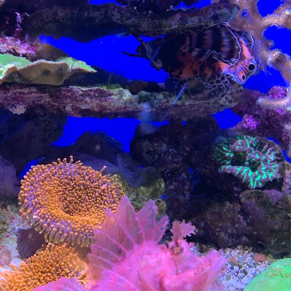 Meet your Posher, Kelli - Picture 1 of 1